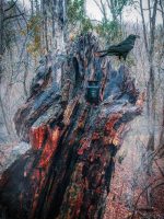 ادکلن غود وود